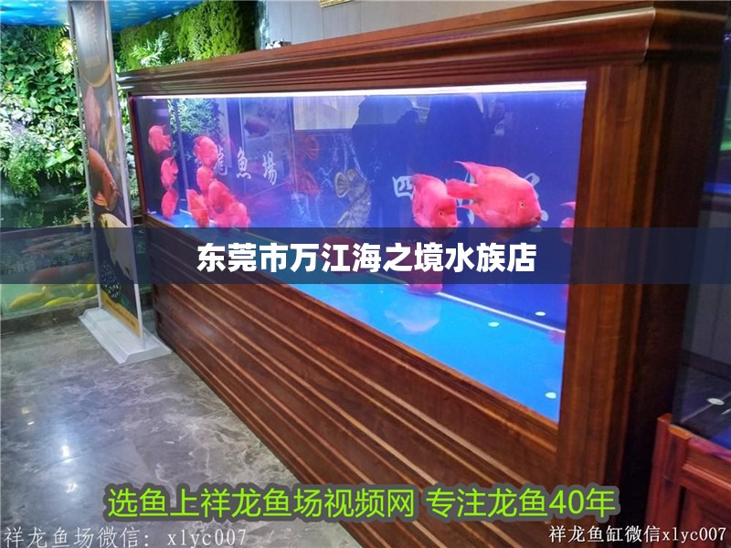 東莞市萬(wàn)江海之境水族店