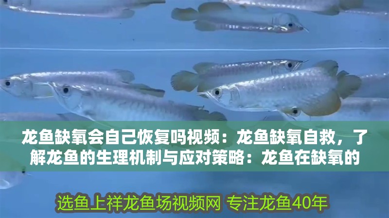 龍魚缺氧會自己恢復嗎視頻：龍魚缺氧自救，了解龍魚的生理機制與應對策略：龍魚在缺氧的情況下如何自救