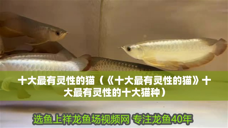 十大最有靈性的貓（《十大最有靈性的貓》十大最有靈性的十大貓種）