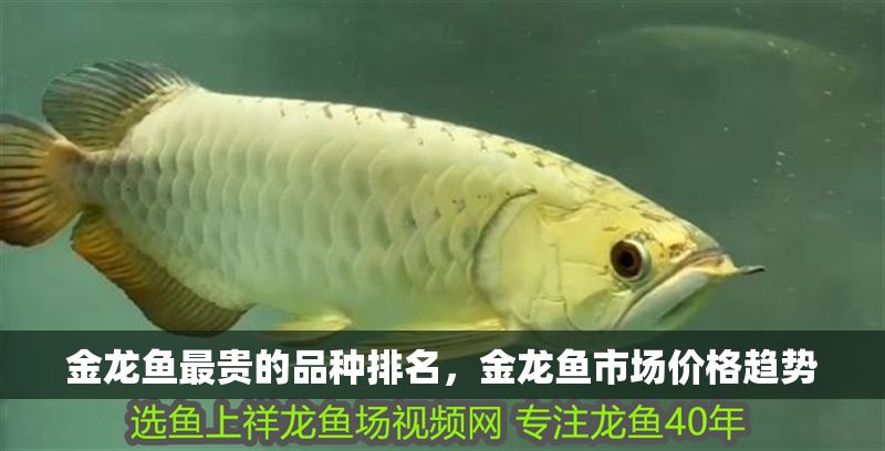金龍魚最貴的品種排名，金龍魚市場價格趨勢