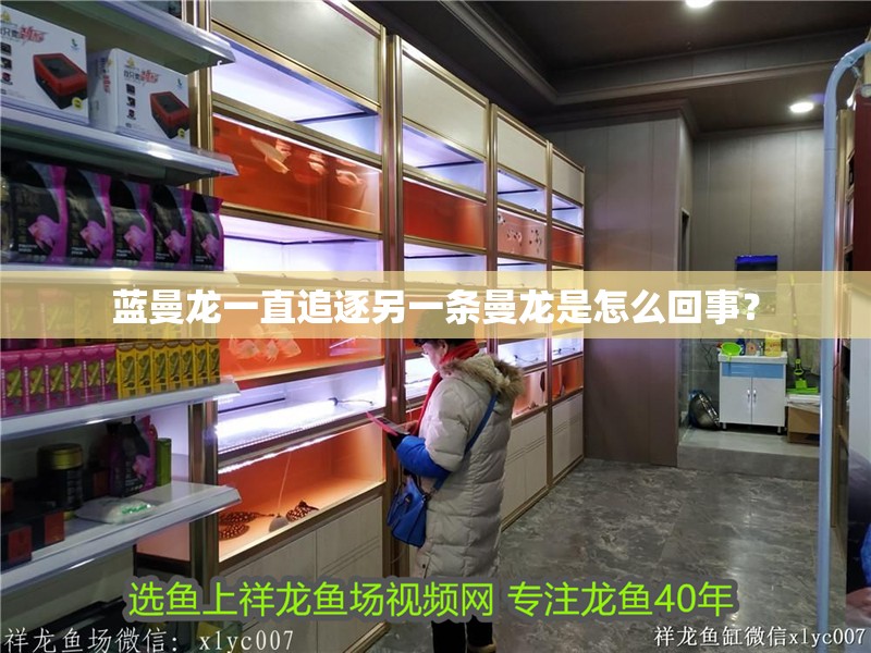 藍曼龍一直追逐另一條曼龍是怎么回事？
