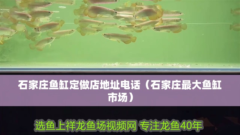 石家莊魚缸定做店地址電話（石家莊最大魚缸市場(chǎng)）