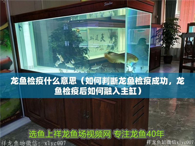 龍魚檢疫什么意思（如何判斷龍魚檢疫成功，龍魚檢疫后如何融入主缸）