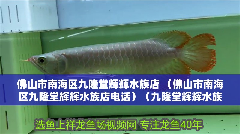 佛山市<strong><mark>南海</mark></strong>區九隆堂輝輝水族店 （佛山市<strong><mark>南海</mark></strong>區九隆堂輝輝水族店電話）（九隆堂輝輝水族店）