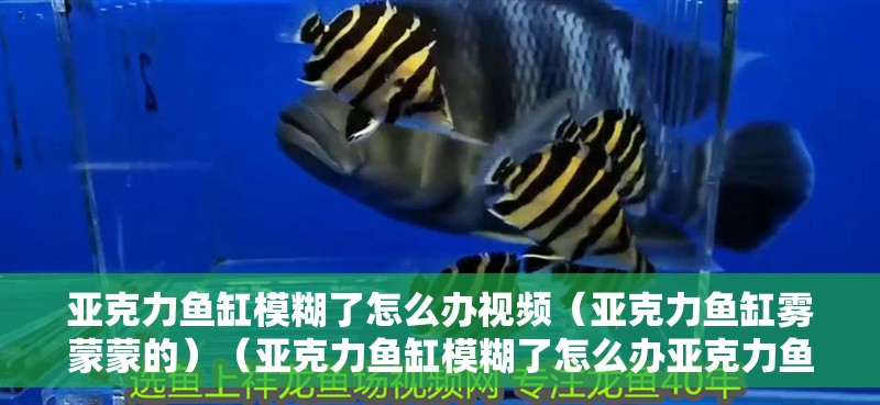 亞克力魚缸模糊了怎么辦視頻（亞克力魚缸霧蒙蒙的）（亞克力魚缸模糊了怎么辦亞克力魚缸模糊了怎么辦視頻） 亞克力魚缸模糊了怎么辦視頻（亞克力魚缸霧蒙蒙的）（亞克力魚缸模糊了怎么辦亞克力魚缸模糊了怎么辦視頻） 魚缸百科