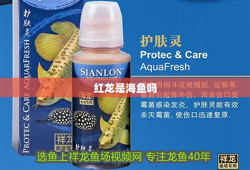 紅龍是海魚嗎 紅龍是海魚嗎 龍魚百科 第1張