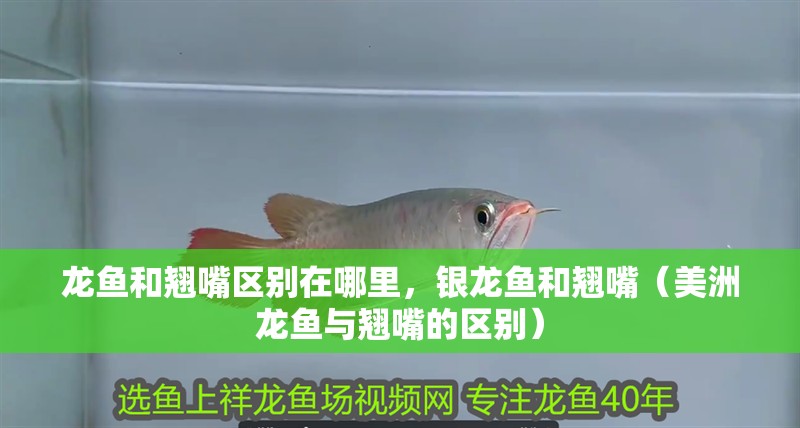 龍魚和翹嘴區別在哪里，銀龍魚和翹嘴（美洲龍魚與翹嘴的區別） 龍魚和翹嘴區別在哪里，銀龍魚和翹嘴（美洲龍魚與翹嘴的區別） 銀龍魚百科