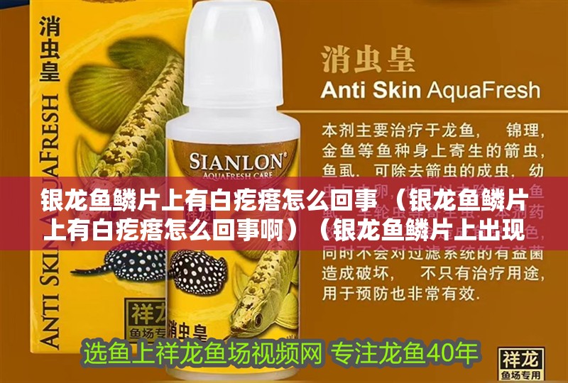 銀龍魚鱗片上有白疙瘩怎么回事 （銀龍魚鱗片上有白疙瘩怎么回事啊）（銀龍魚鱗片上出現白疙瘩怎么回事）
