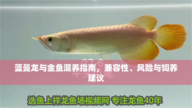 藍曼龍與金魚混養指南，兼容性、風險與飼養建議