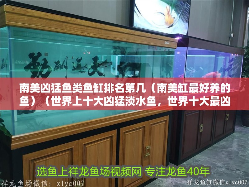 南美兇猛魚類魚缸排名第幾（南美缸最好養的魚）（世界上十大兇猛淡水魚，世界十大最兇猛淡水魚）