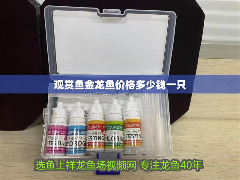 觀賞魚金龍魚價格多少錢一只 觀賞魚金龍魚價格多少錢一只 龍魚百科 第1張