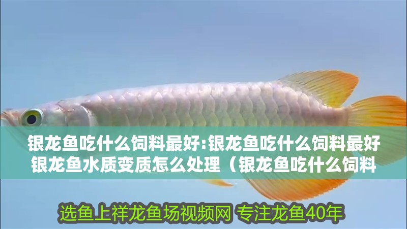 銀龍魚吃什么飼料最好:銀龍魚吃什么飼料最好銀龍魚水質變質怎么處理（銀龍魚吃什么飼料最好，吃什么飼料最好）