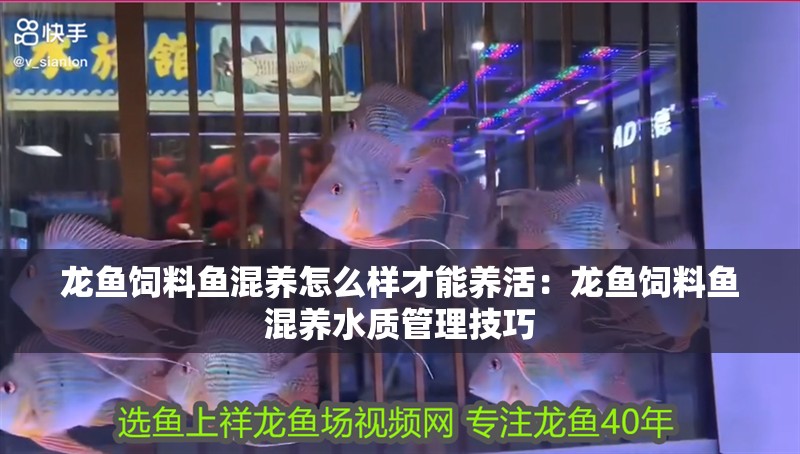 龍魚飼料魚混養怎么樣才能養活：龍魚飼料魚混養水質管理技巧