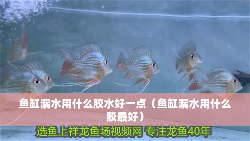 魚缸漏水用什么膠水好一點（魚缸漏水用什么膠最好）