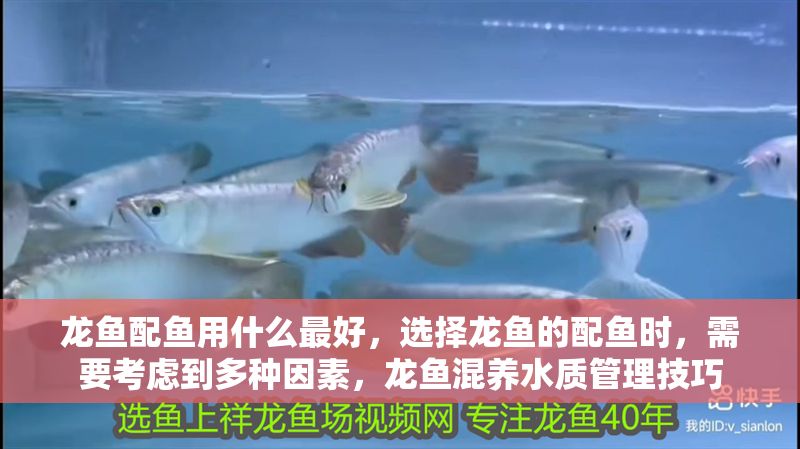 龍魚配魚用什么最好，選擇龍魚的配魚時，需要考慮到多種因素，龍魚混養水質管理技巧