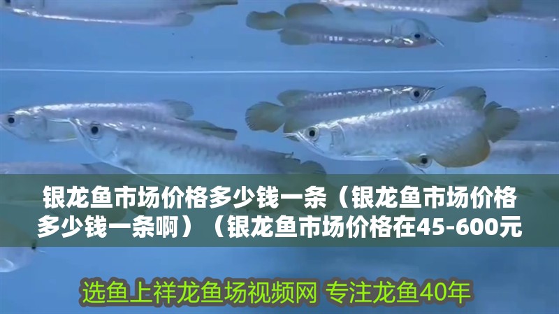 銀龍魚市場價(jià)格多少錢一條（銀龍魚市場價(jià)格多少錢一條啊）（銀龍魚市場價(jià)格在45-600元一條左右銀龍魚價(jià)格多少錢一條）