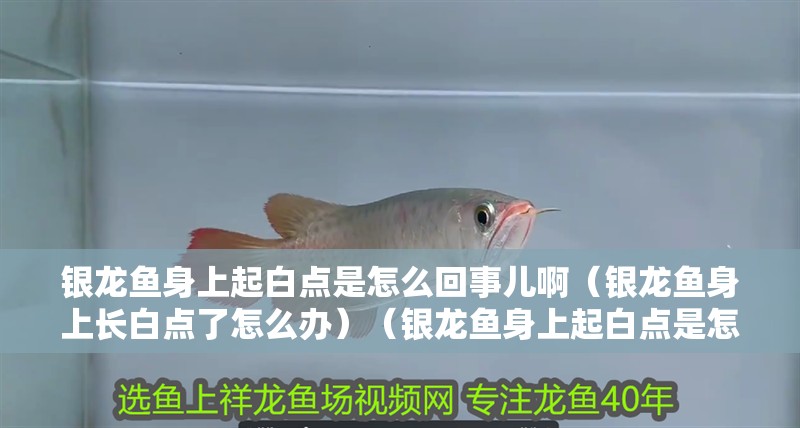 銀龍魚身上起白點是怎么回事兒啊（銀龍魚身上長白點了怎么辦）（銀龍魚身上起白點是怎么回事）