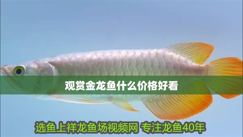 觀賞金龍魚什么價格好看