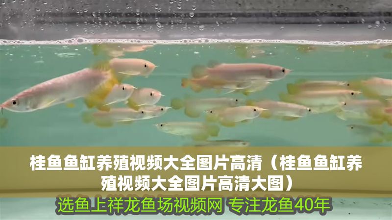 桂魚魚缸養殖視頻大全圖片高清（桂魚魚缸養殖視頻大全圖片高清大圖） 桂魚魚缸養殖視頻大全圖片高清（桂魚魚缸養殖視頻大全圖片高清大圖） 龍魚百科 第1張