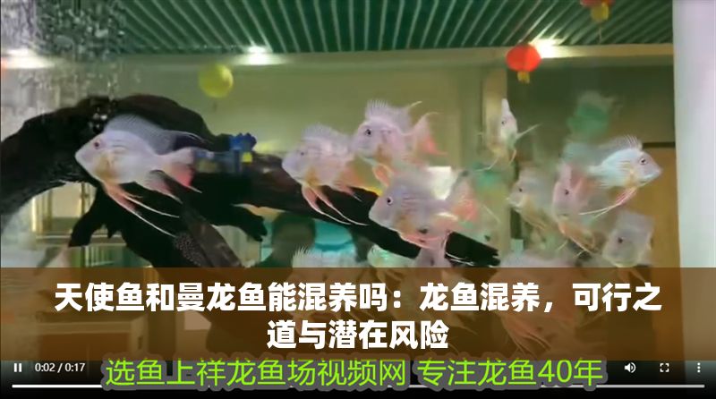 天使魚和曼龍魚能混養嗎：龍魚混養，可行之道與潛在風險