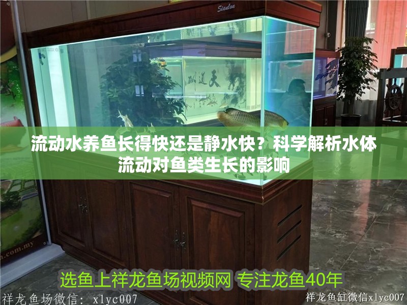 流動水養魚長得快還是靜水快？科學解析水體流動對魚類生長的影響