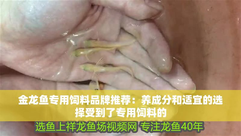 金龍魚專用飼料品牌推薦：養成分和適宜的選擇受到了專用飼料的 金龍魚專用飼料品牌推薦：養成分和適宜的選擇受到了專用飼料的 龍魚百科 第2張
