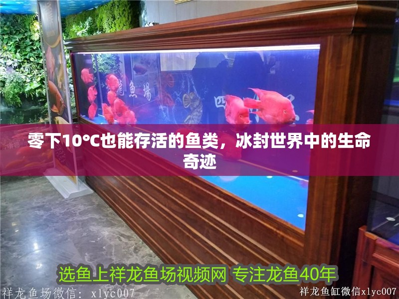 零下10℃也能存活的魚類，冰封世界中的生命奇跡