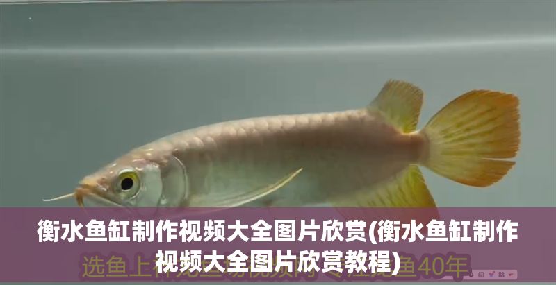 衡水魚缸制作視頻大全圖片欣賞(衡水魚缸制作視頻大全圖片欣賞教程)