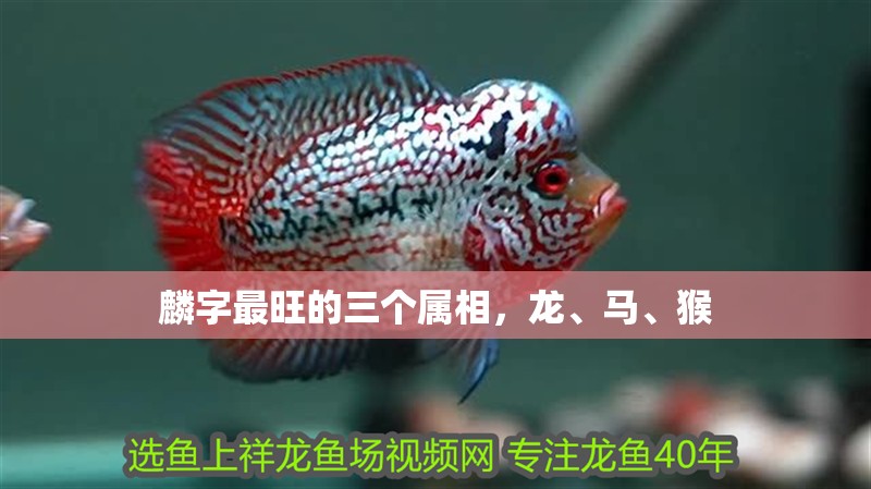 麟字最旺的三個屬相，龍、馬、猴