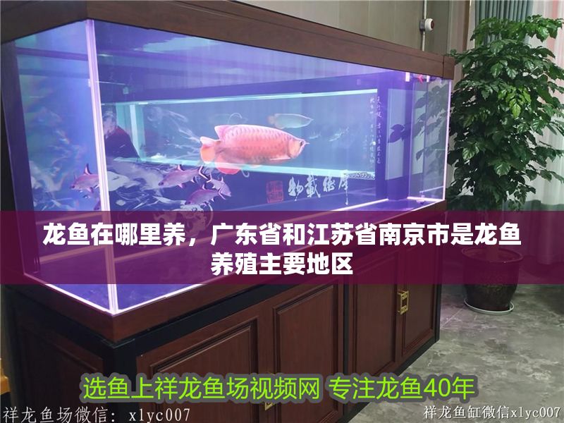 龍魚在哪里養，廣東省和江蘇省南京市是龍魚養殖主要地區