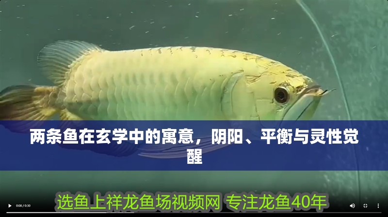 兩條魚在玄學中的寓意，陰陽、平衡與靈性覺醒