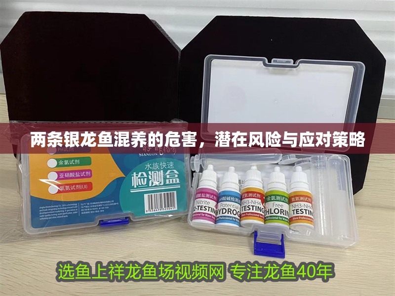 兩條銀龍魚混養的危害，潛在風險與應對策略