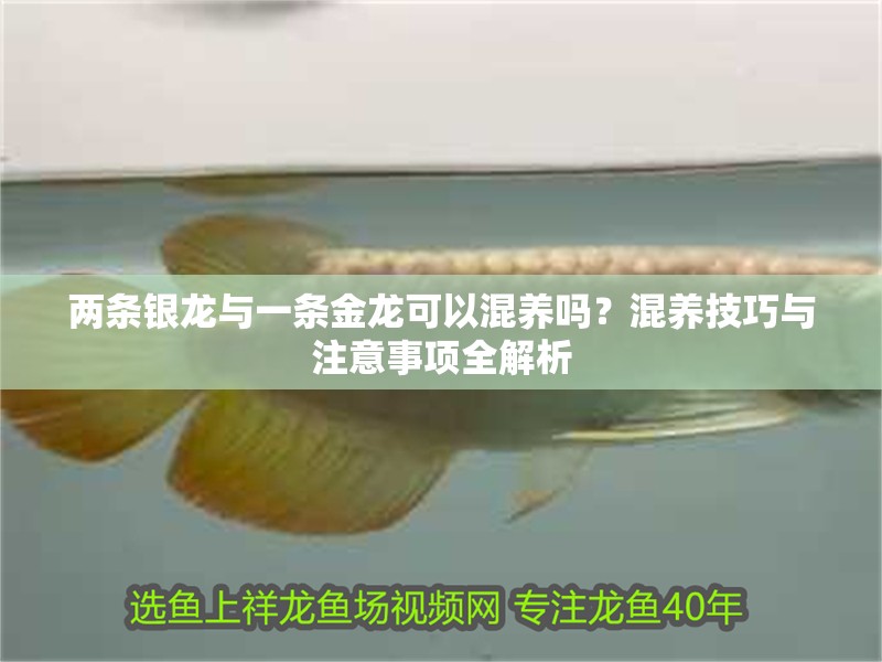 兩條銀龍與一條金龍可以混養(yǎng)嗎？混養(yǎng)技巧與注意事項全解析