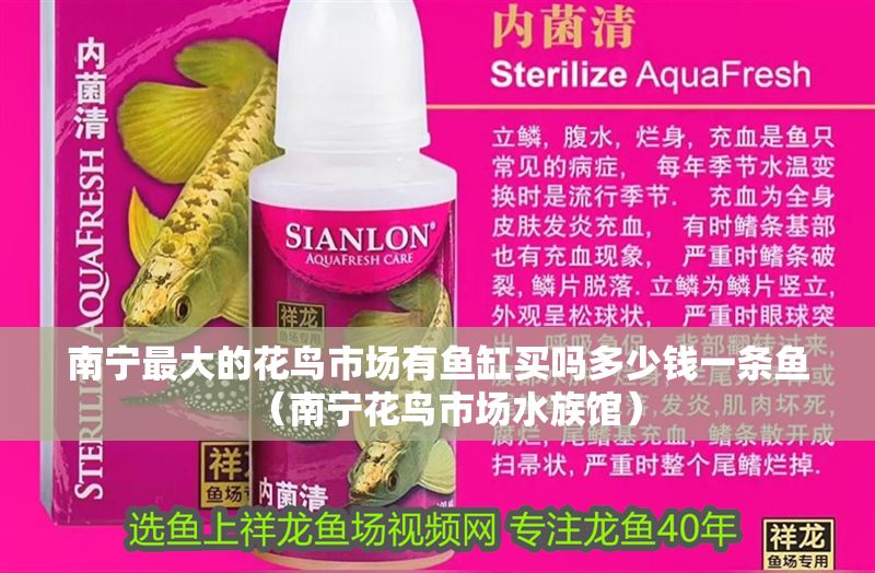 南寧最大的花鳥市場有魚缸買嗎多少錢一條魚（南寧花鳥市場水族館）