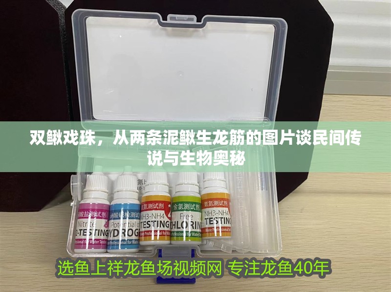 雙鰍戲珠，從兩條泥鰍生龍筋的圖片談民間傳說與生物奧秘 雙鰍戲珠，從兩條泥鰍生龍筋的圖片談民間傳說與生物奧秘 龍魚百科 第1張