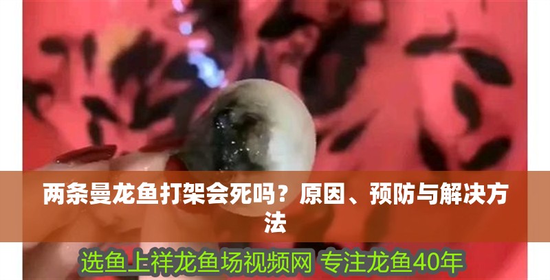 兩條曼龍魚打架會死嗎？原因、預防與解決方法