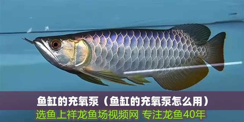 魚缸的充氧泵（魚缸的充氧泵怎么用） 魚缸的充氧泵（魚缸的充氧泵怎么用） 龍魚百科 第1張