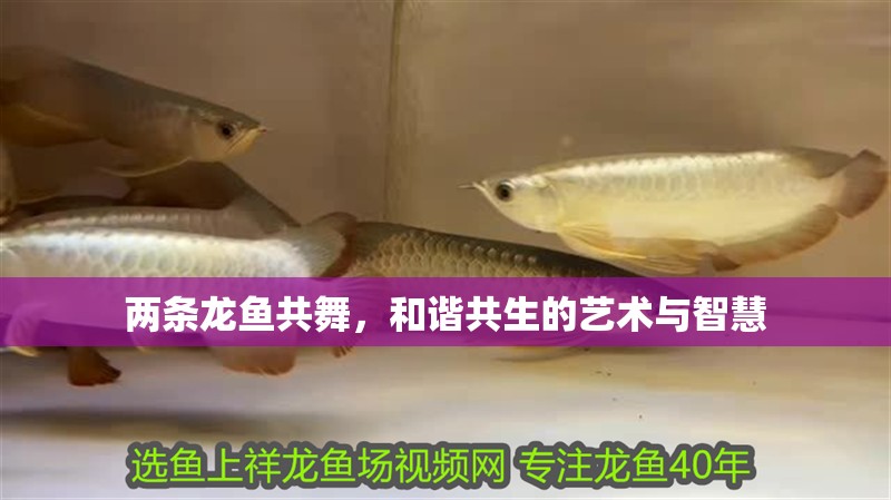 兩條龍魚共舞，和諧共生的藝術與智慧