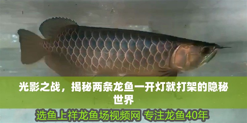光影之戰(zhàn)，揭秘兩條龍魚一開燈就打架的隱秘世界