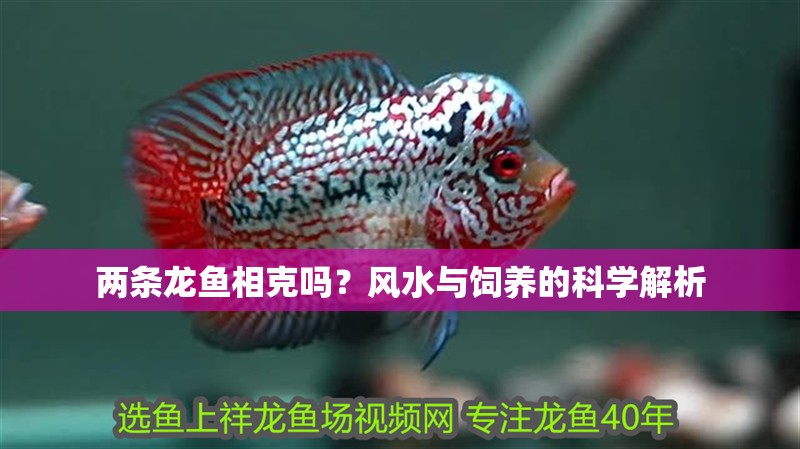 兩條龍魚相克嗎？風水與飼養的科學解析 兩條龍魚相克嗎？風水與飼養的科學解析 龍魚百科 第1張