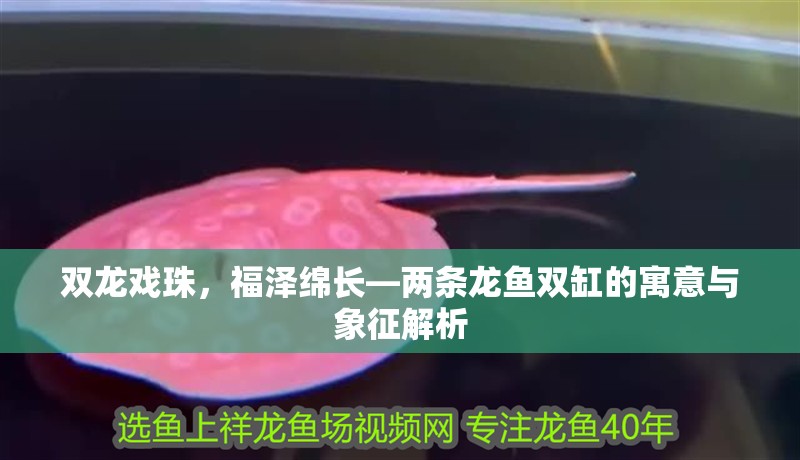 雙龍戲珠，福澤綿長—兩條龍魚雙缸的寓意與象征解析