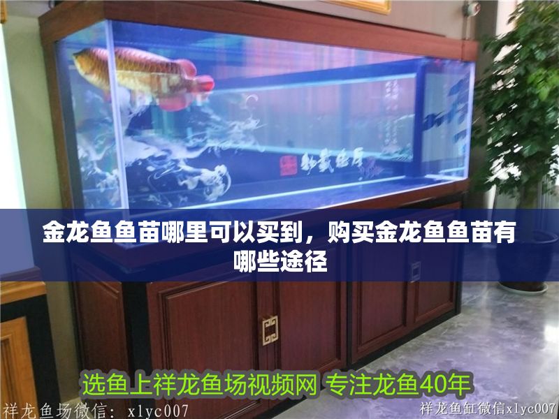 金龍魚魚苗哪里可以買到，購買金龍魚魚苗有哪些途徑