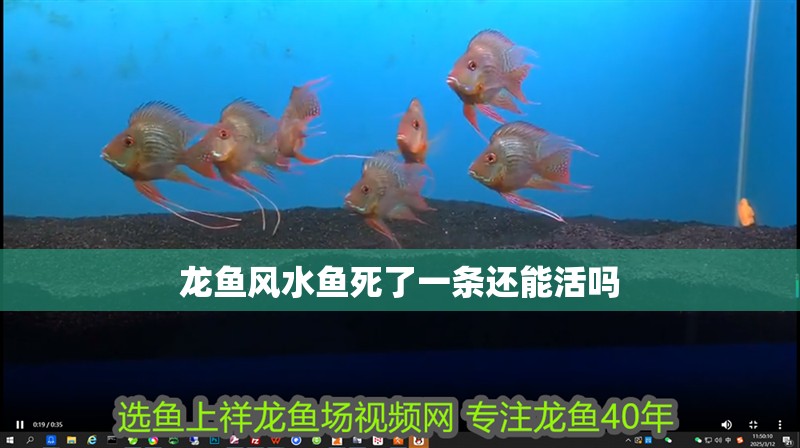 龍魚風水魚死了一條還能活嗎 龍魚百科 第1張 龍魚風水魚死了一條還能活嗎 龍魚風水魚死了一條還能活嗎 龍魚百科 第1張