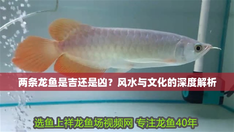 兩條龍魚(yú)是吉還是兇？風(fēng)水與文化的深度解析 兩條龍魚(yú)是吉還是兇？風(fēng)水與文化的深度解析 龍魚(yú)百科 第1張