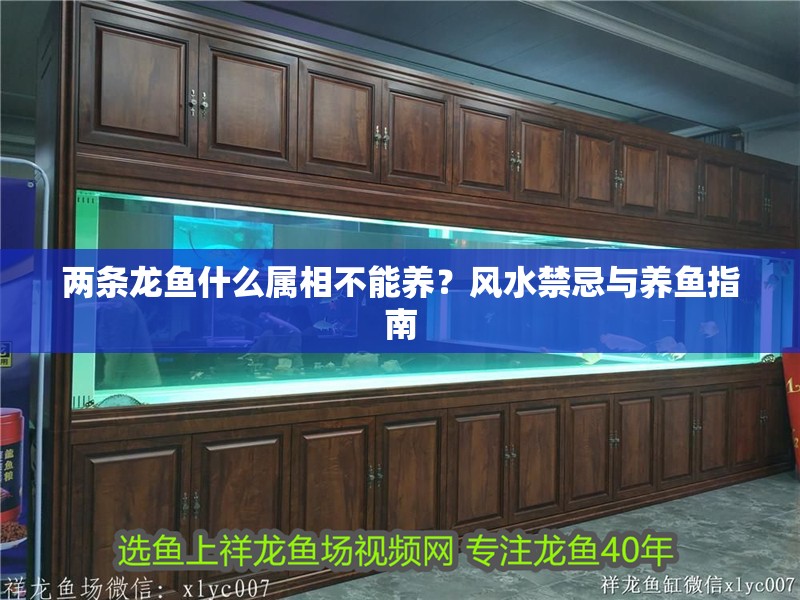 兩條龍魚什么屬相不能養(yǎng)？風(fēng)水禁忌與養(yǎng)魚指南