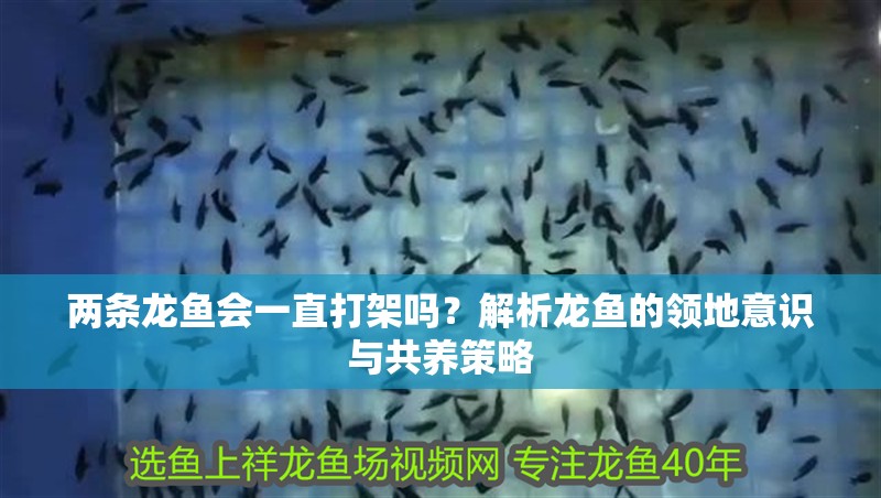 兩條龍魚會一直打架嗎？解析龍魚的領地意識與共養策略