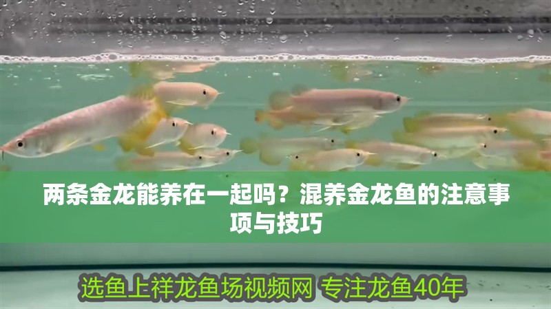 兩條金龍能養(yǎng)在一起嗎？混養(yǎng)金龍魚的注意事項與技巧