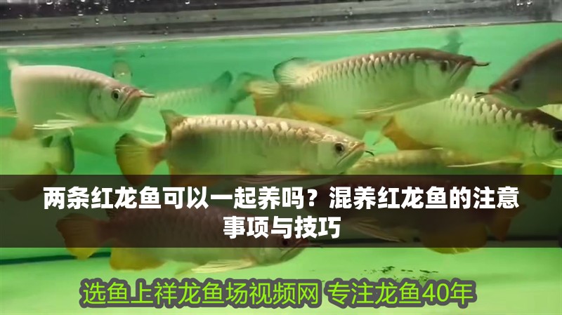 兩條紅龍魚可以一起養嗎？混養紅龍魚的注意事項與技巧