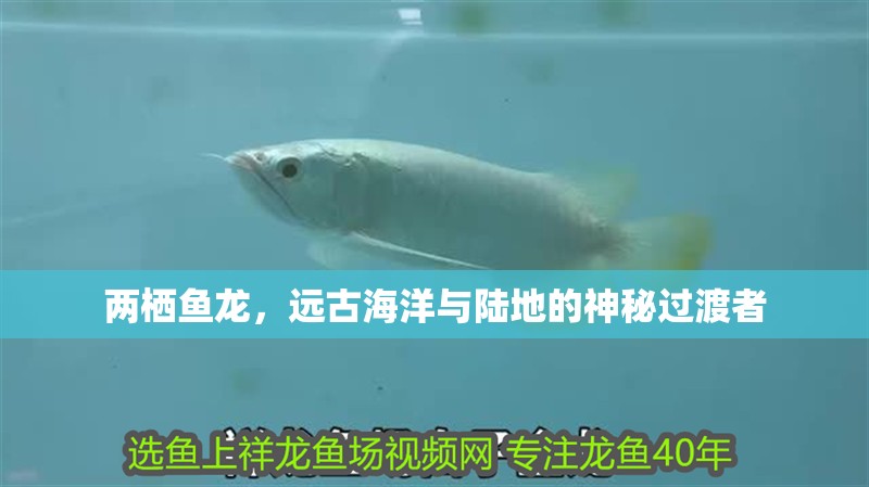 兩棲魚龍，遠古海洋與陸地的神秘過渡者