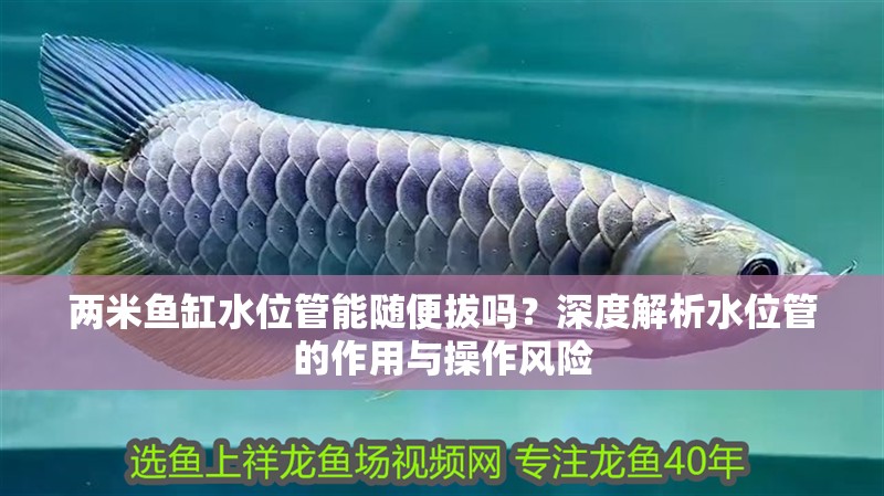 兩米魚缸水位管能隨便拔嗎？深度解析水位管的作用與操作風險